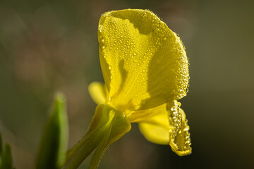 Gelbe Blüten, Makroaufnahme
