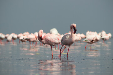 Close up of beautiful African flamingos that are standing in still water with reflection.