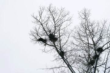 Nests of birds in the winter forest