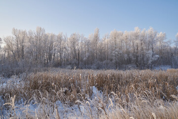 Breath of winter, first ice on the lake, dawn on a frosty morning with frost on the grass, close-up of frost, patterns on the first ice.