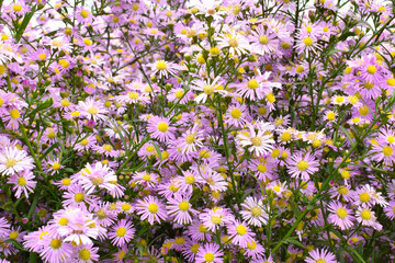 Close up of Pink Margaret flower field background. Pink Cutter Aster flower