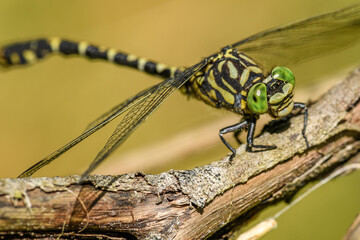 small pincertail or green-eyed hook-tailed dragonfly (Onychogomphus forcipatus)