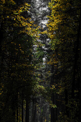 Obraz premium Sunlight in autumn forest