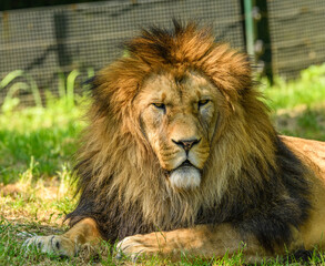 adult male of barbary lion (Panthera leo leo) portrait