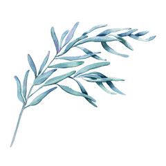 Watercolor eucalyptus branch with green leaves and branches.