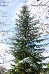 pineta primo piano alberi inverno