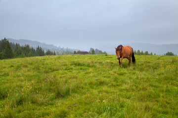 Obraz premium Horse on mountain pasture near the village of Verkhovyna. Ukraine, Carpathians.