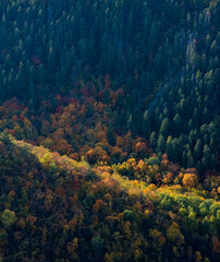 Colorful forest and autumn mountains
