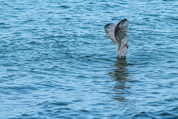 Obraz premium Möve taucht in das Meer