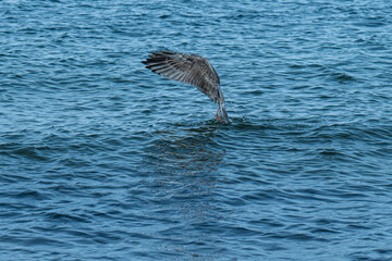 Möve startet aus dem Wasser