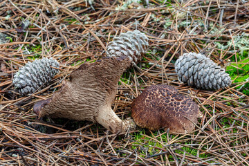 Sarcodon imbricatus. Hidno imbricated mushrooms in pine forest.