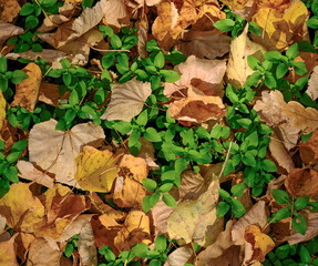 Autumn foliage underfoot