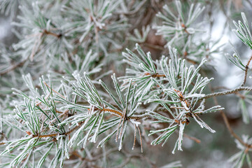Naklejka na ściany i meble A branch of a coniferous tree sprinkled with snow in the forest close-up in winter