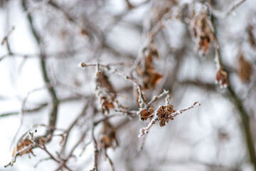 Dried and frozen leaf on a branch in winter in the Park against the snow.