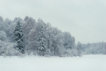 Landscape, beautiful winter mixed forest covered with white snow.