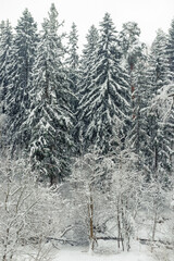 Landscape, beautiful winter mixed forest covered with white snow