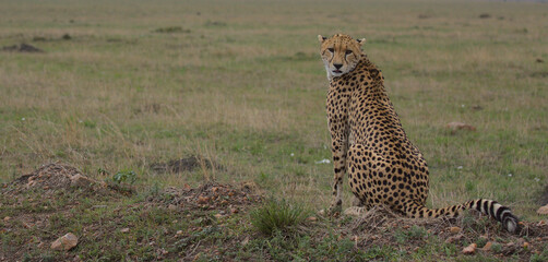 cheetah sitting in the wild masai mar kenya with head turned back