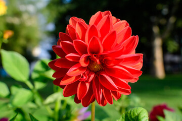 One beautiful large vivid red dahlia flower in full bloom on blurred green background, photographed with soft focus in a garden in a sunny summer day.