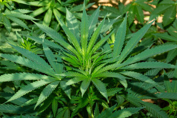 Naklejka na ściany i meble Planta de cannabis brote, fondo verde de hojas 