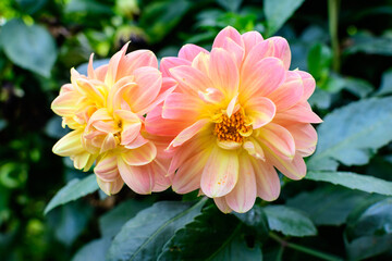 Two beautiful large vivid orange dahlia flowers in full bloom on blurred green background, photographed with soft focus in a garden in a sunny summer day.