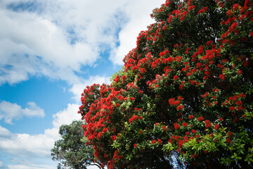 Pohutukawa tree which is also called New Zealand Christmas tree is in full bloom in Auckland