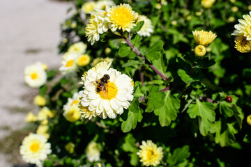 Many vivid yellow and white Chrysanthemum x morifolium flowers and small green blooms in a garden in a sunny autumn day, beautiful colorful outdoor background photographed with soft focus.