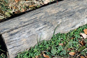 木材・捨てられたもの・アップ