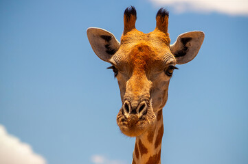 Naklejka premium Wild african life. A large common South African giraffe on the summer blue sky.