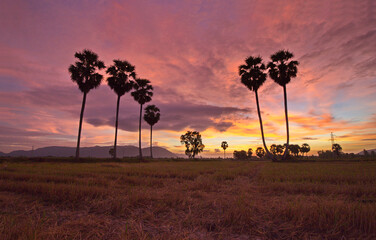 Sunset over famous palmary trees in An Giang, Vietnam