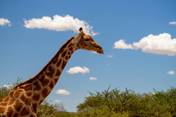 Wild african life. A large common South African giraffe on the summer blue sky.