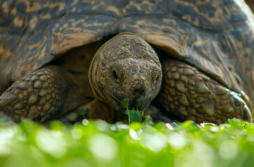Close up of a cute turtle lying in the green grass.