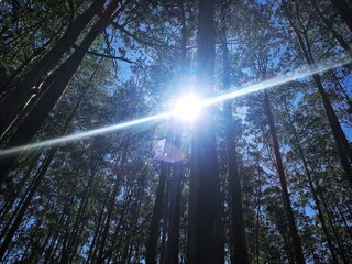 sun shining through trees