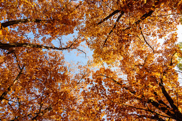 Vivid orange, yellow and brown leaves of oak tree towards clear blue sky in a garden during a sunny autumn day, beautiful outdoor background photographed with soft focus.