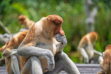 Family of wild Proboscis monkey or Nasalis larvatus, in the rainforest of island Borneo, Malaysia, close up