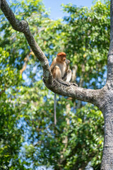Family of wild Proboscis monkey or Nasalis larvatus, in the rainforest of island Borneo, Malaysia, close up