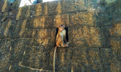 monkey on the rock