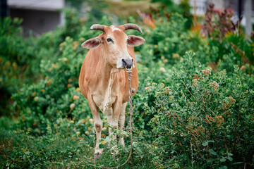 Naklejka na ściany i meble Domestic Brown cow eating in a grass field