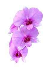 Pink and purple orchids on white background.