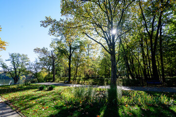 Fototapeta premium Landscape with large green and yellow trees and long walking alley in Herastrau Park in Bucharest, Romania, in a sunny autumn day.