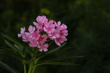 flower in the garden