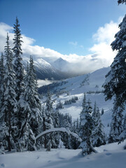 Scenic winter vertical view of the snow capped mountains and trees at whistler ski resort
