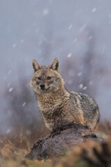 Golden jackal in snow weather 