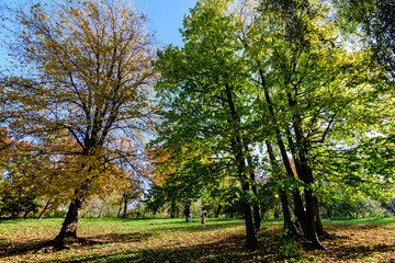 Fototapeta na wymiar Autumn landscape with large trees with dried green, yellow, orange and brown leaves in Circus Park (Parcul Circului) in Bucharest, Romania in a sunny day.