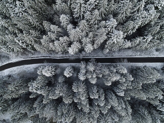 The road that passes through the forest of white firs from the freshly fallen snow