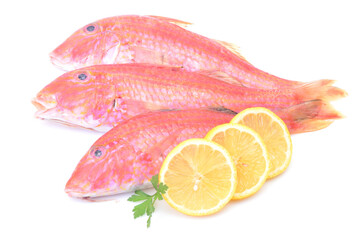 Fish red mullet
