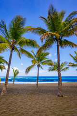 Fototapeta na wymiar Palm trees of Etang-Sale beach on Reunion Island with its characteristic black sand and the waves of the Indian Ocean