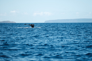 Obraz premium a whale and a dolphin in the ocean