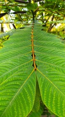 caterpillar on leaf