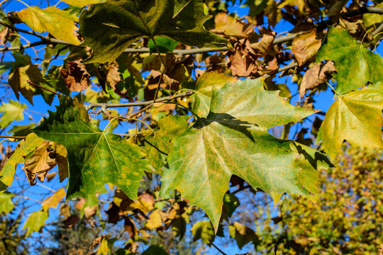 Vivid orange, yellow, green and brown leaves of platanus tree towards clear blue sky in a garden during a sunny autumn day, beautiful outdoor background photographed with soft focus.