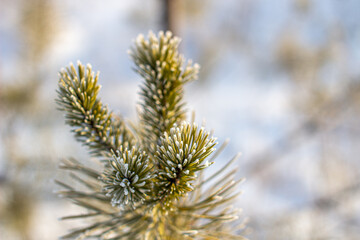 A twig of a Christmas tree with needles in hoarfrost on a frosty day